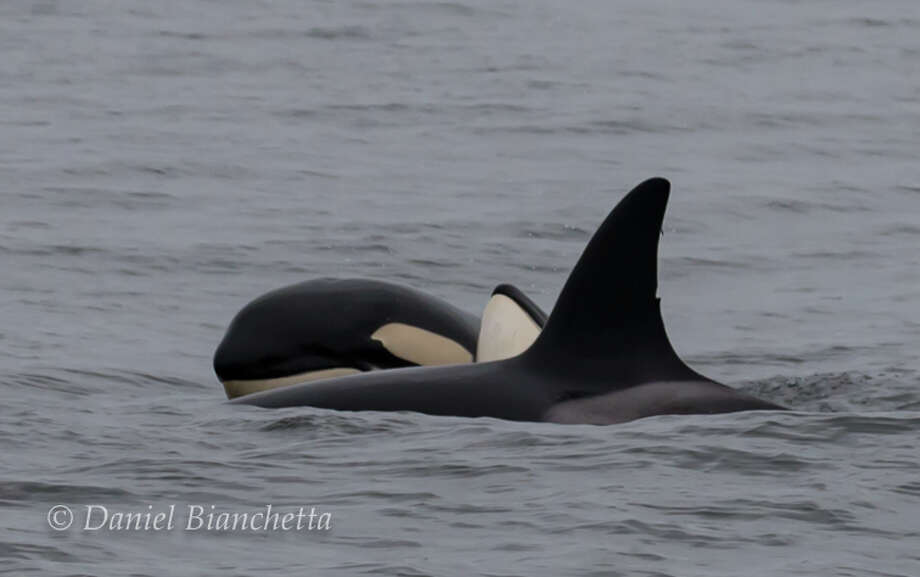 check out these insanely close photos of killer whales in