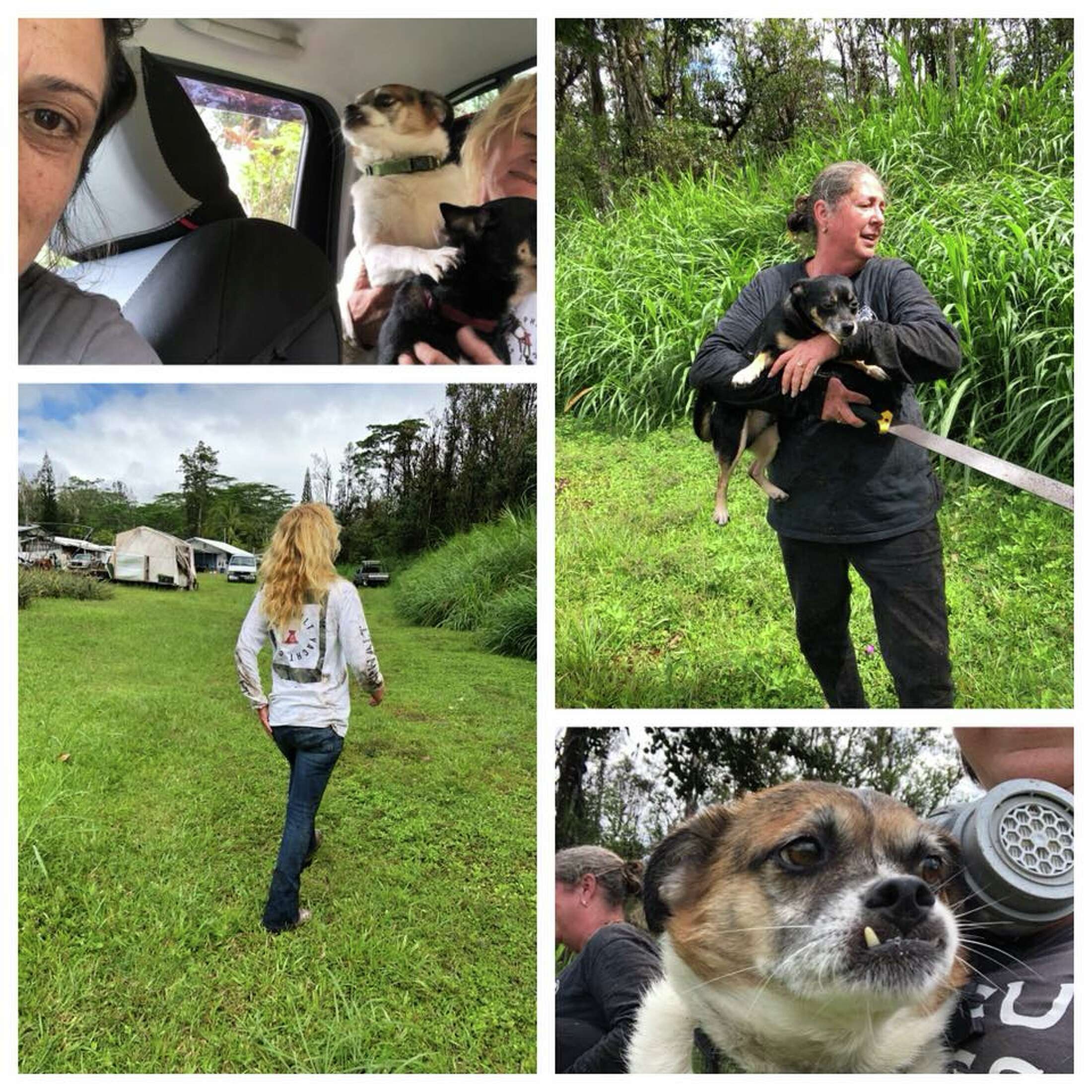 'Surrounded by lava': Missing dogs saved by rescue group in Hawaii 