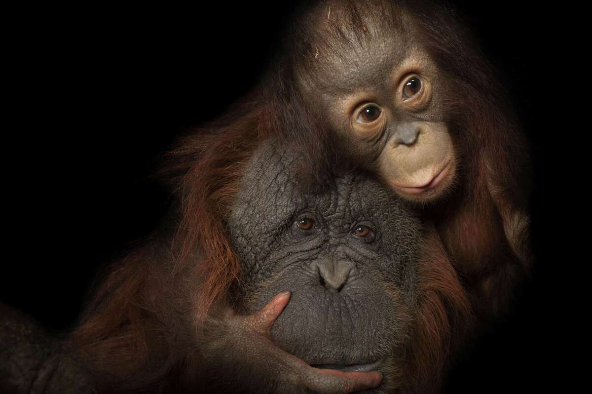 This photo of an endangered baby Bornean orangutan, named Aurora, with her adoptive mother, Cheyenne, a Bornean/Sumatran cross, at the Houston Zoo, is part of “National Geographic Photo Ark,” on view at the Bruce Museum in Greenwich, June 2 through Sept. 2.
