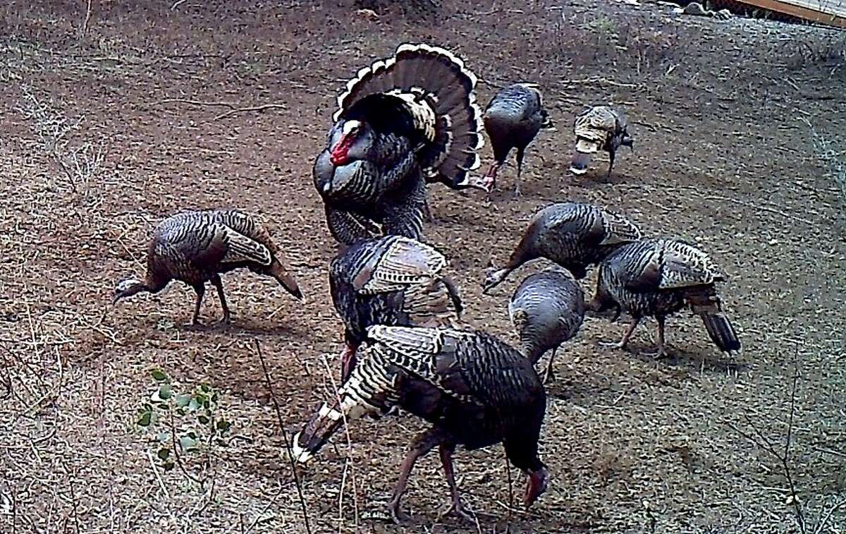 Surprise visits in Bay Area backyards