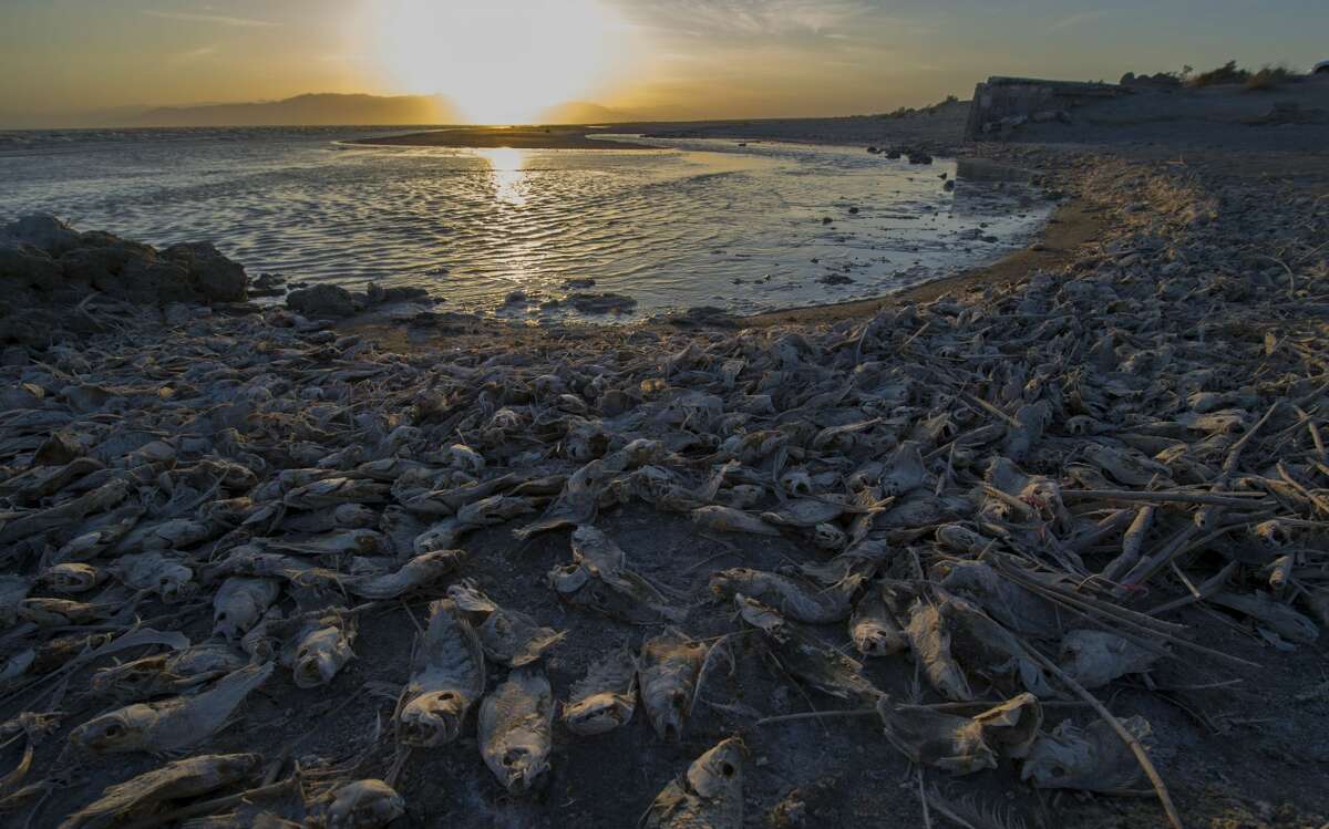 В первой море. Озеро Солтон-си мертвая рыба. Salton Sea Fish. Сальтон рыба.