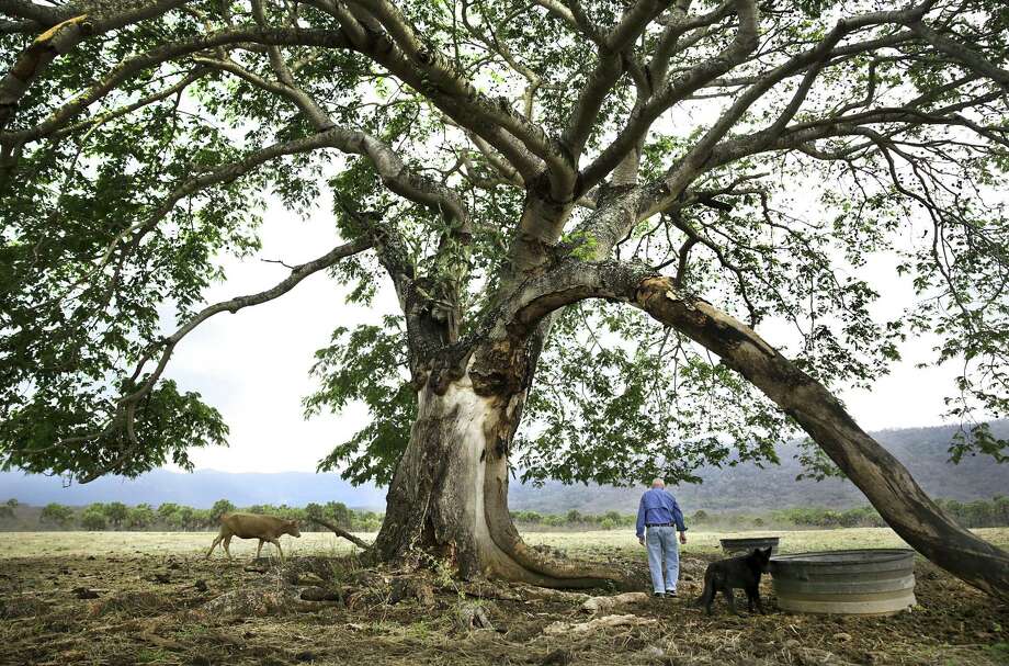 Tony Turner, whose grandfather George F. Turner arrived in Chamal in 1907, checks on his cattle under a century old "Orejon" tree, on May 2, 2018. Turner is one of a handful of Americans that remain in the area. Photo: Bob Owen, Staff Photographer / ©2018 San Antonio Express-News