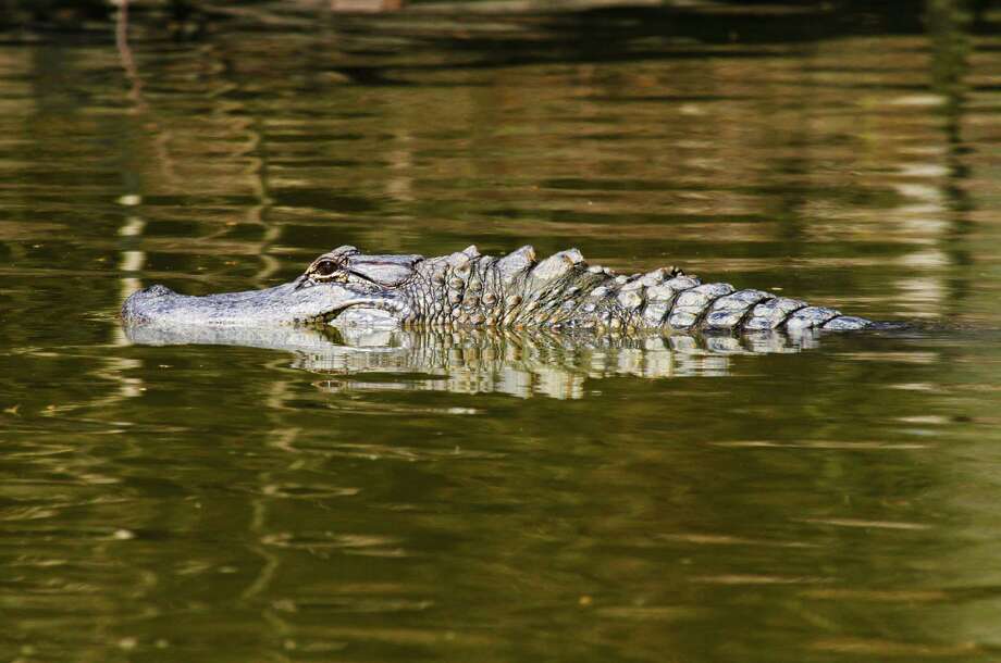 Lake Houston gators, River Grove boat ramp 3 highlights from the July