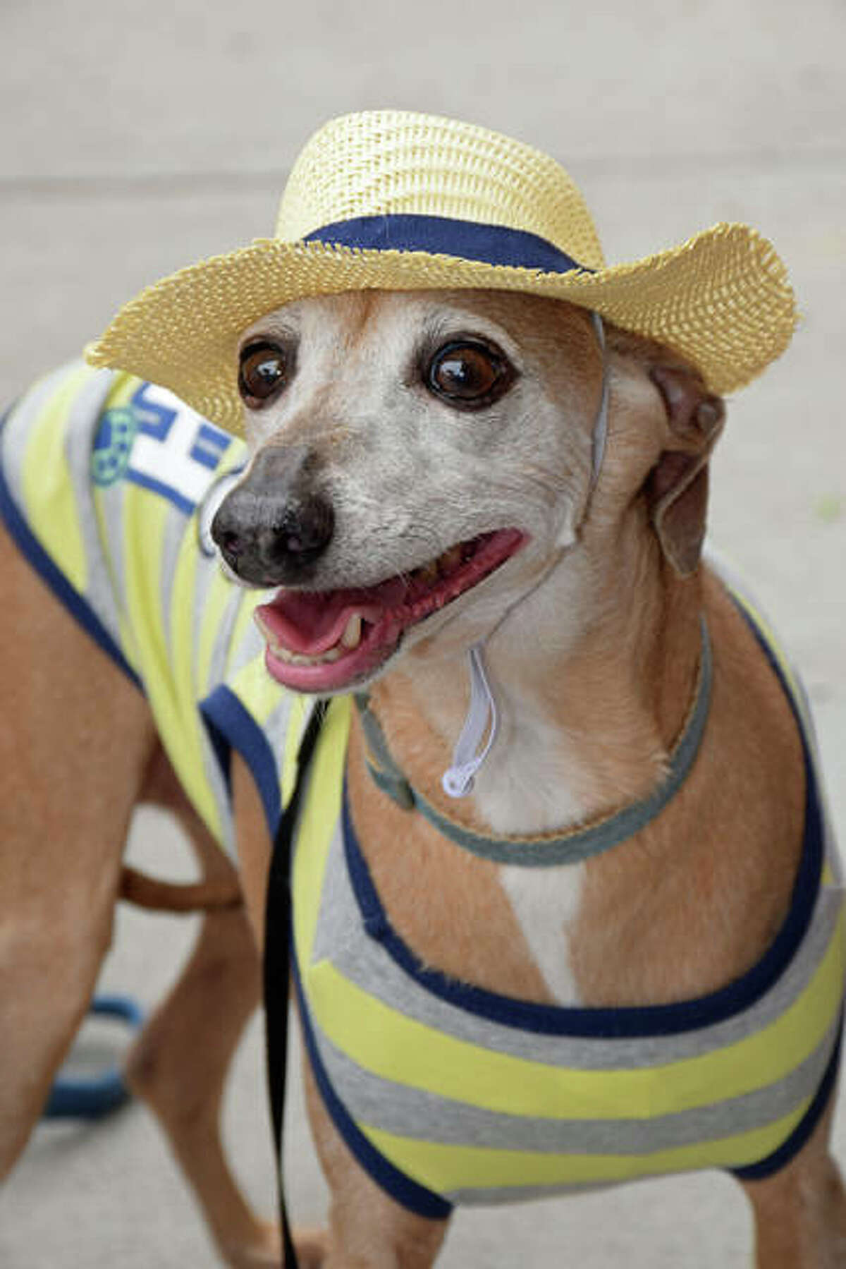 Cosmo, an Italian Greyhound owned by Samantha Carlisle of Alton, is ready to meet new friends on Saturday.