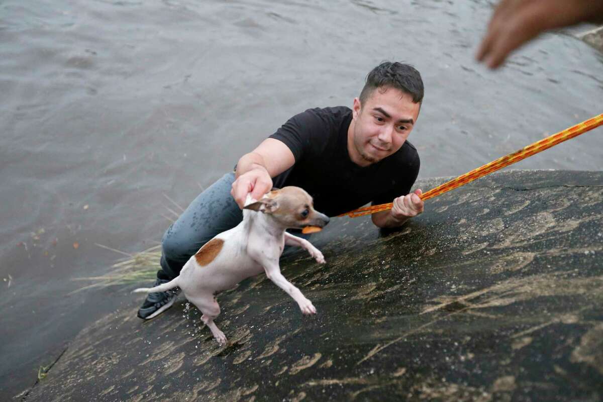San Antonio Express-News reporter Alexandro Luna rescues a dog from the drainage ditch at Woodlawn Lake Park Sunday May 20, 2018.