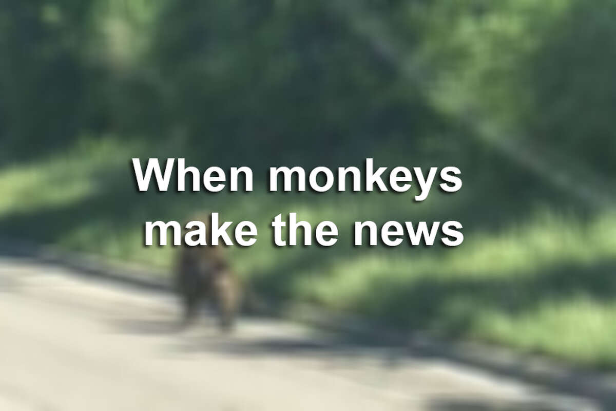 Monkeys have made headlines around the world. And this is the second time a baboon has escaped in San Antonio.