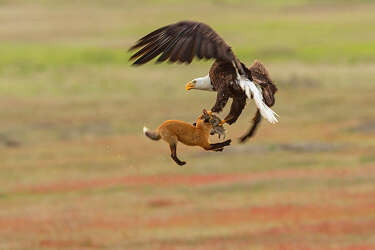 Local Wildlife Photographer Catches Bald Eagle Swiping