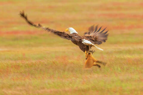 Local Wildlife Photographer Catches Bald Eagle Swiping