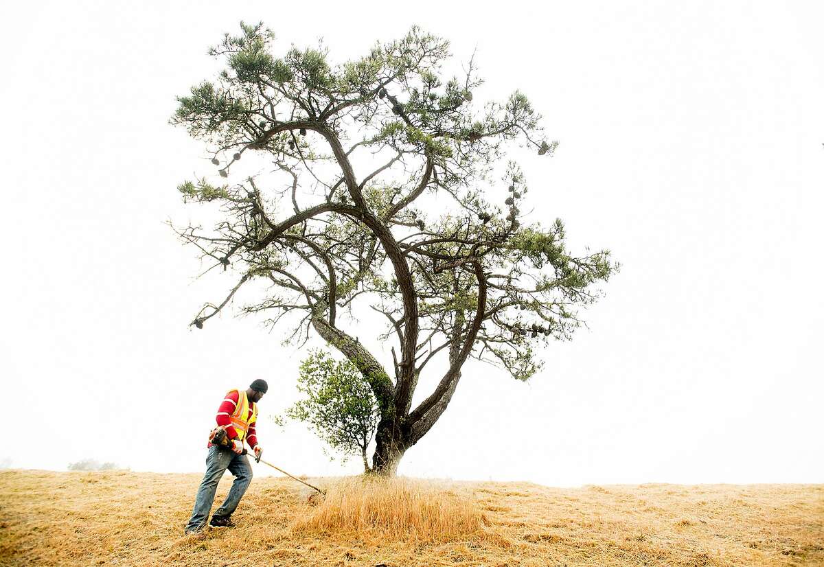 In preparation for fire season, Damion Bernard clears vegetation from Skyline Blvd. on Tuesday, May 22, 2018, in Oakland, Calif. Contracted by the Oakland Fire Department, Bernard and his crew will spend several days working in the area.