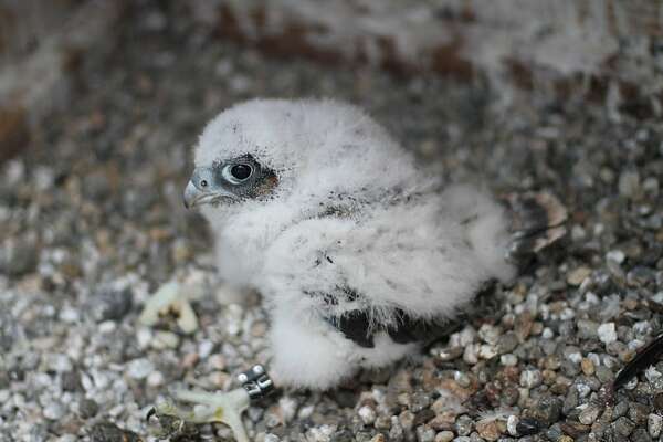 For Baby Raptors Cuddly Names May Not Fly Uc Seeks