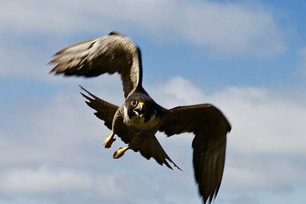 Once Gone Eagles Flourish In Bay Area Skies Sfchroniclecom