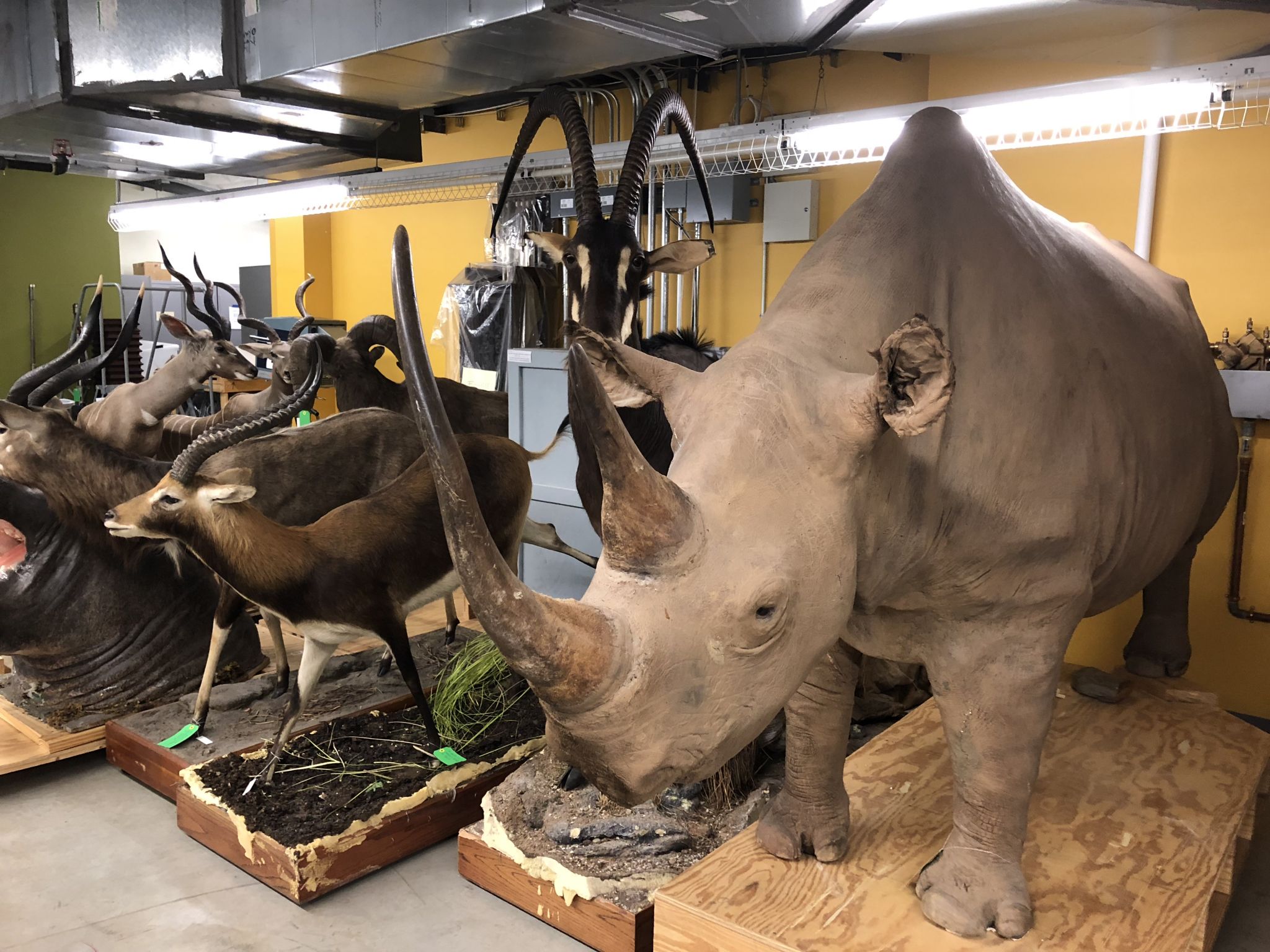 Peek inside the Houston Museum of Natural Science archives