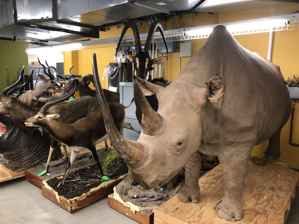 HIDDEN HOUSTON: Inside the Houston Museum of Natural Science's offsite storage space  Housed inside a nondescript gated building on the northern end of Montrose are millions of artifacts the Houston Museum of Natural Science has no room to display at its Hermann Park campus. See what the museum has squirreled away...