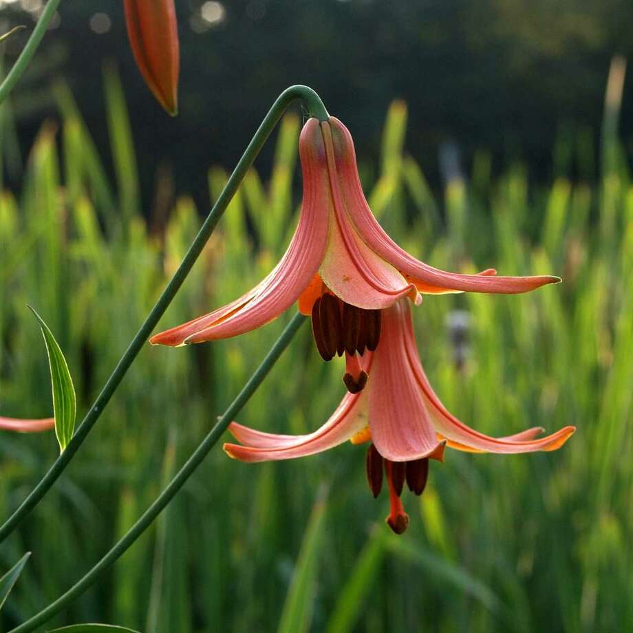 Need a green thumb boost? Plant day lilies Times Union