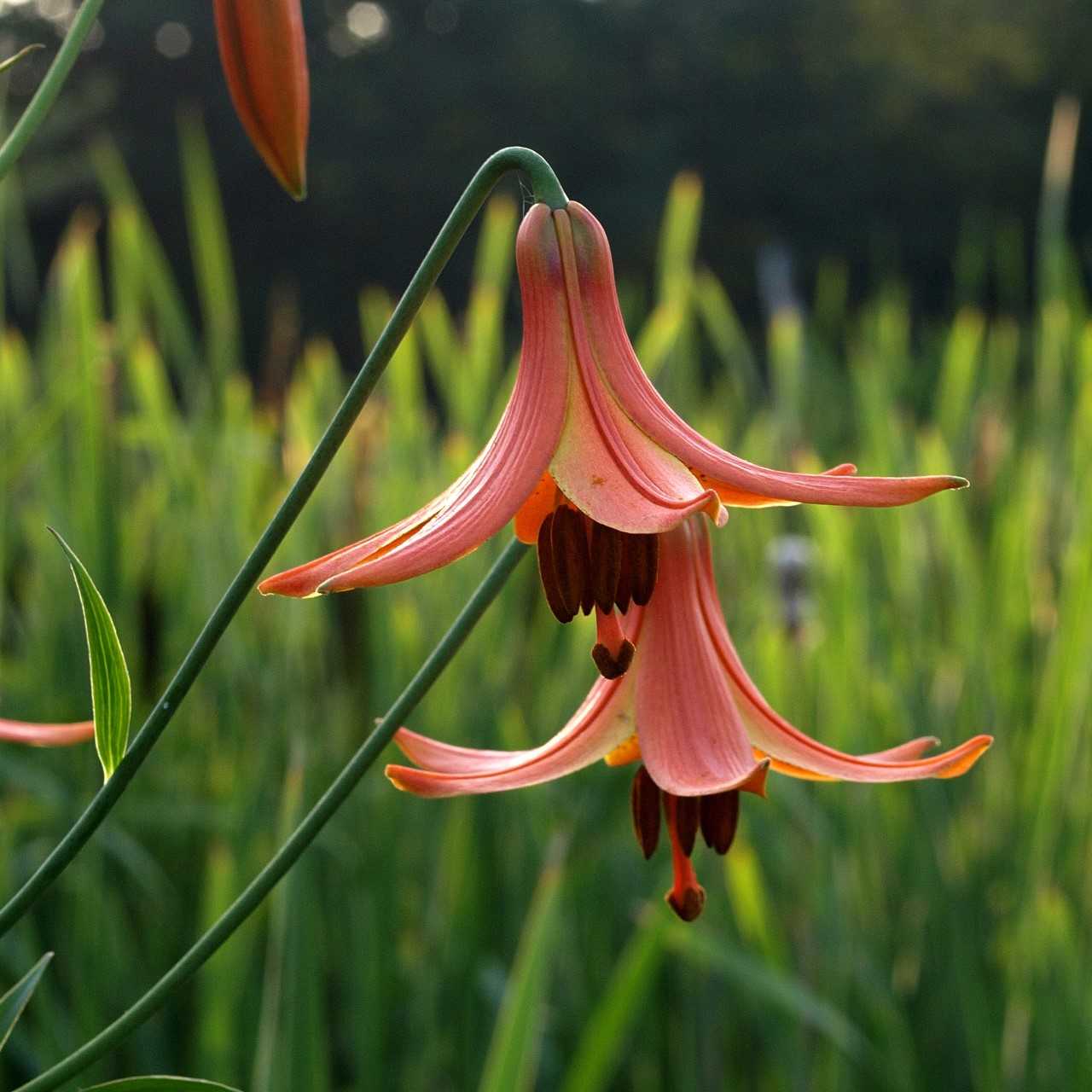 ★Lilly★おまとめ2種 Need a green thumb boost? Plant day lilies