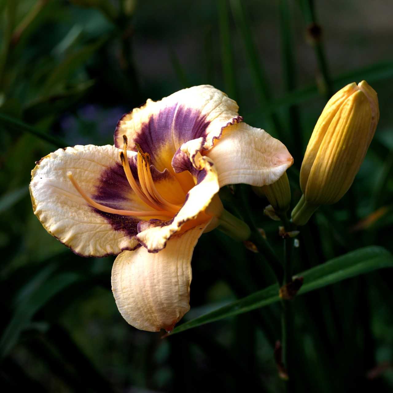 Need a green thumb boost? Plant day lilies