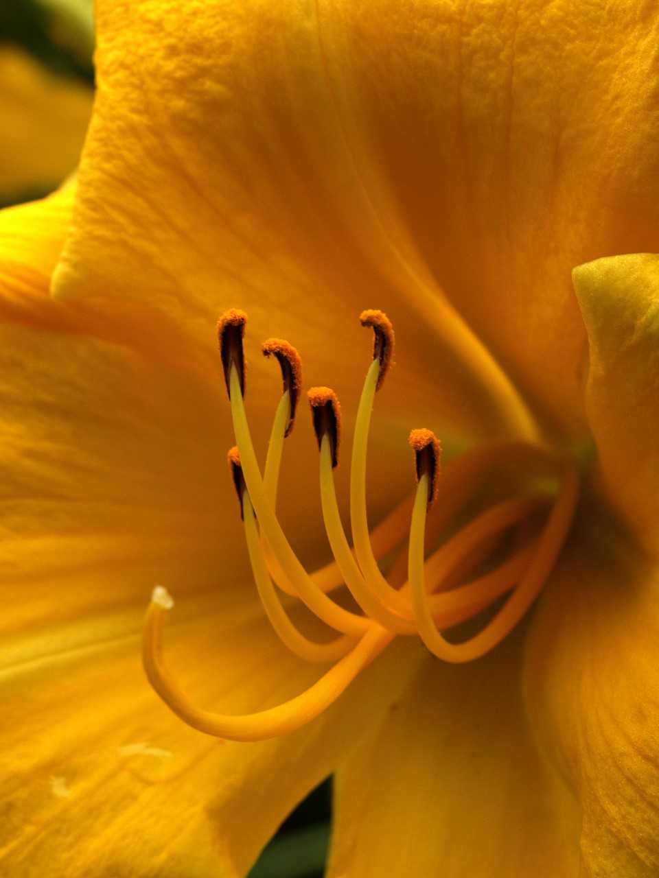 Need a green thumb boost? Plant day lilies