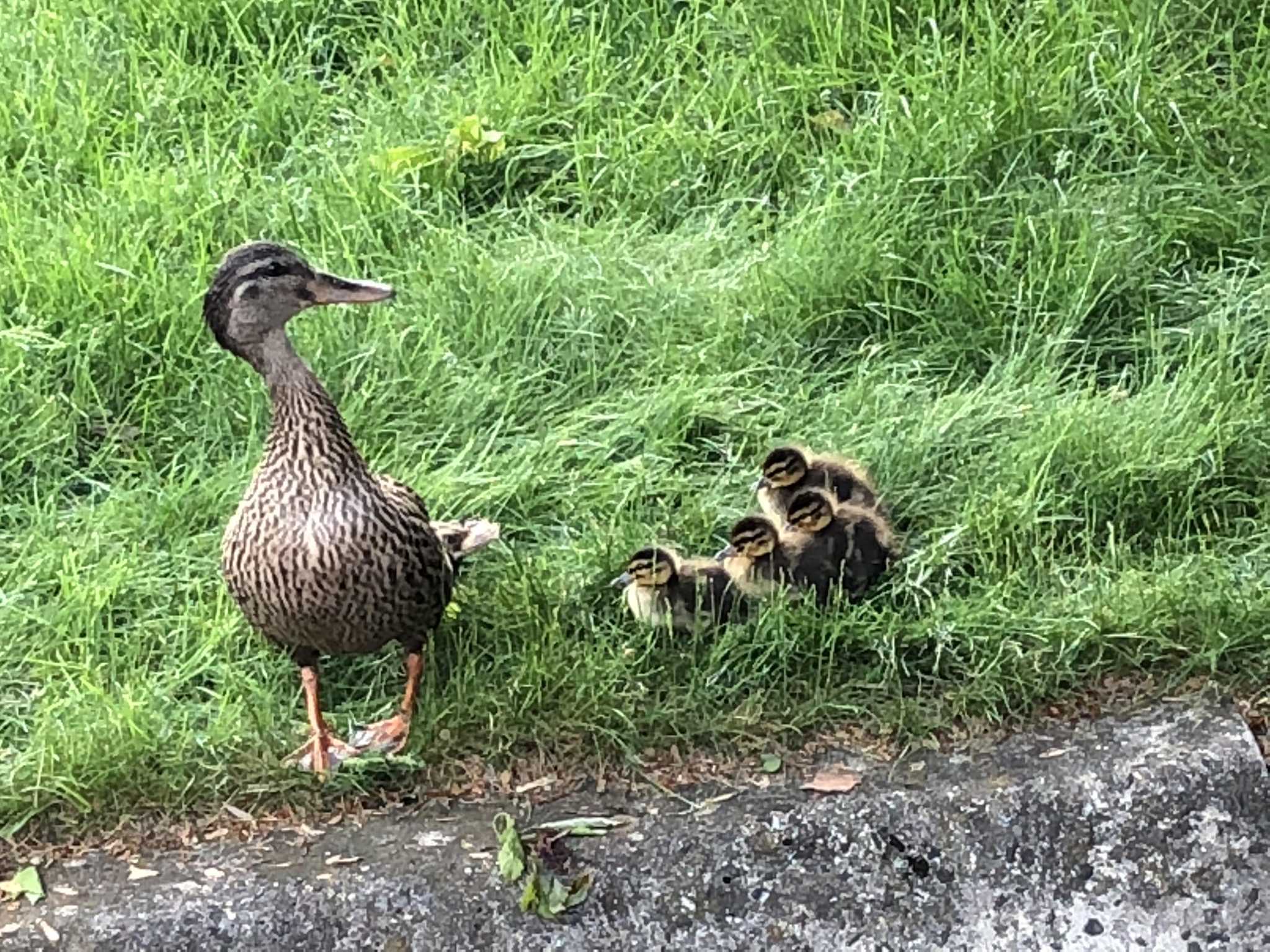 Firefighters reunite ducklings with their mother