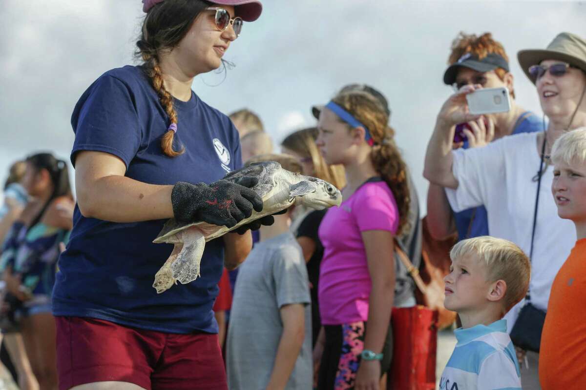 Galveston beachgoers catch a rare glimpse of endangered Kemp’s Ridley ...