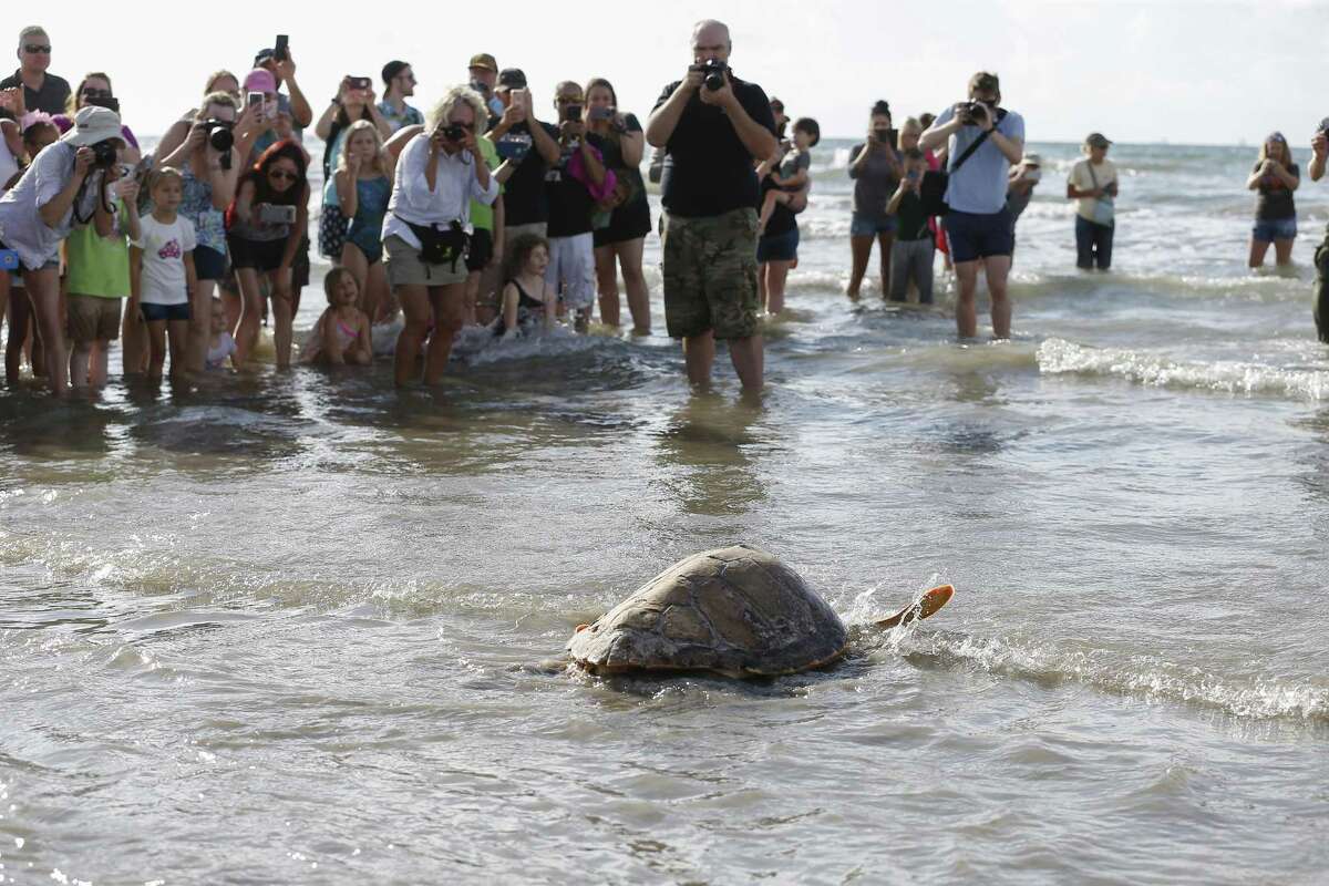 A Loggerhead sea turtle leaves Stewart Beach Wednesday, May 23, 2018, in Galveston. The National Oceanic and Atmospheric Administration (NOAA) Galveston Lab released 11 sea turtles that have completed their rehabilitation at the NOAA Sea Turtle Hospital and the Moody Gardens Aquarium.