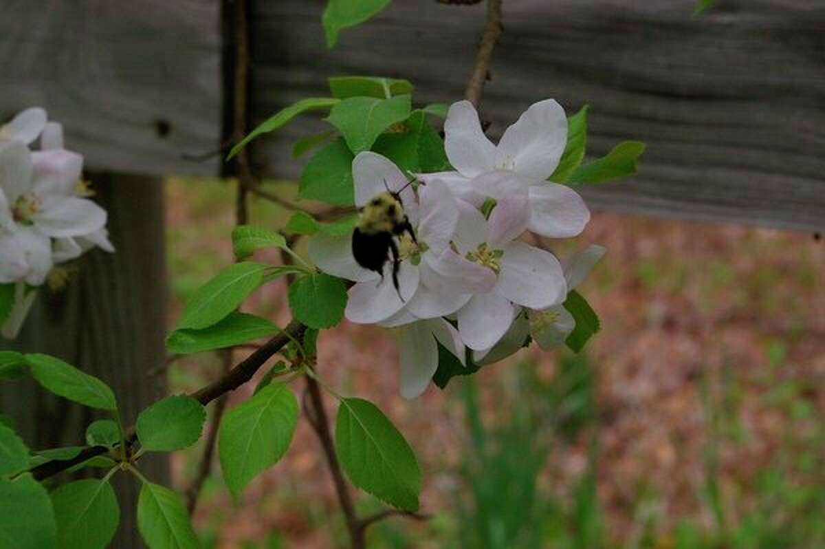 A bumblebee pollinating McIntosh apple blossoms. (Dan Draves)