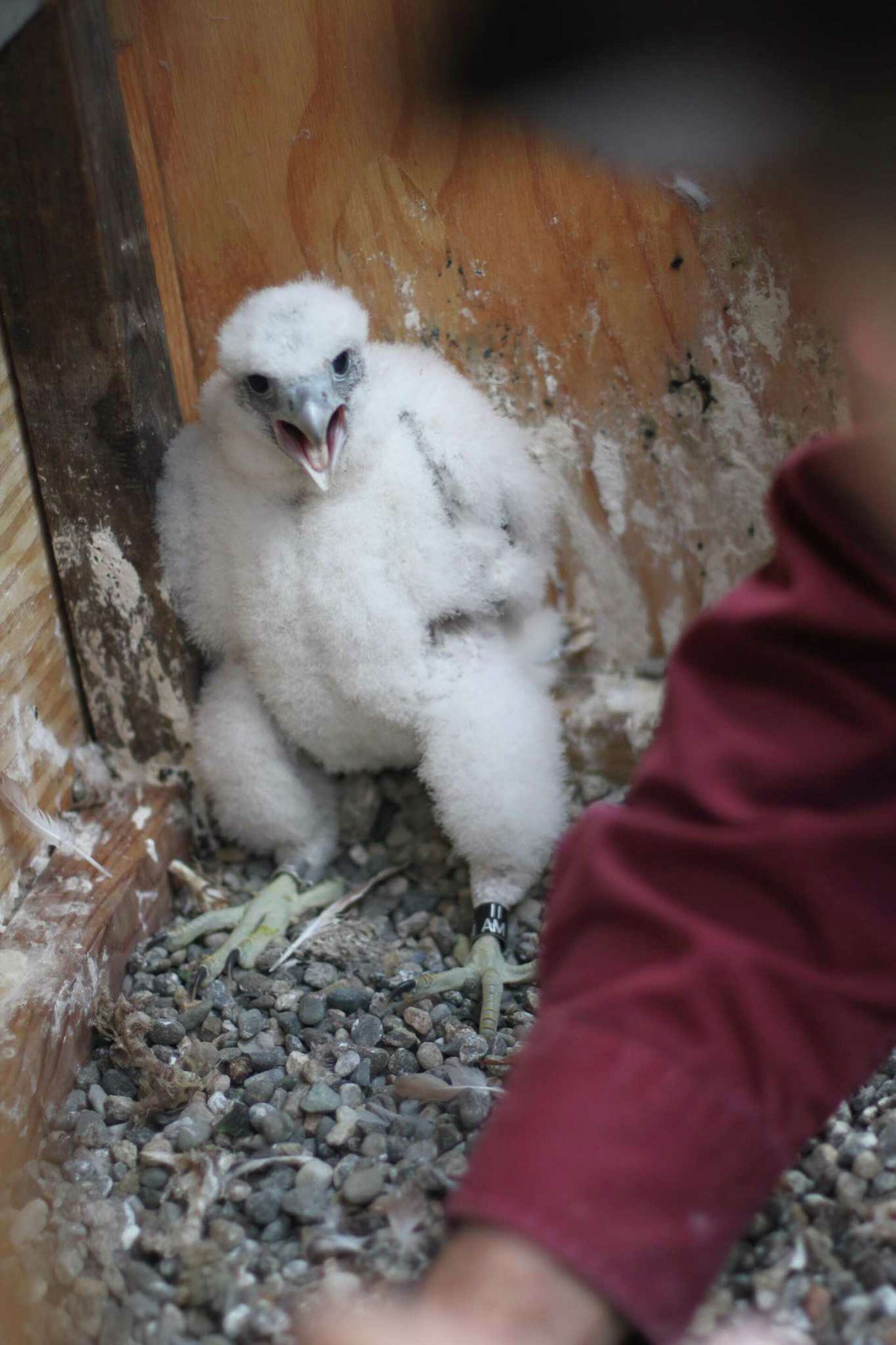 What Is A Baby Falcon Called