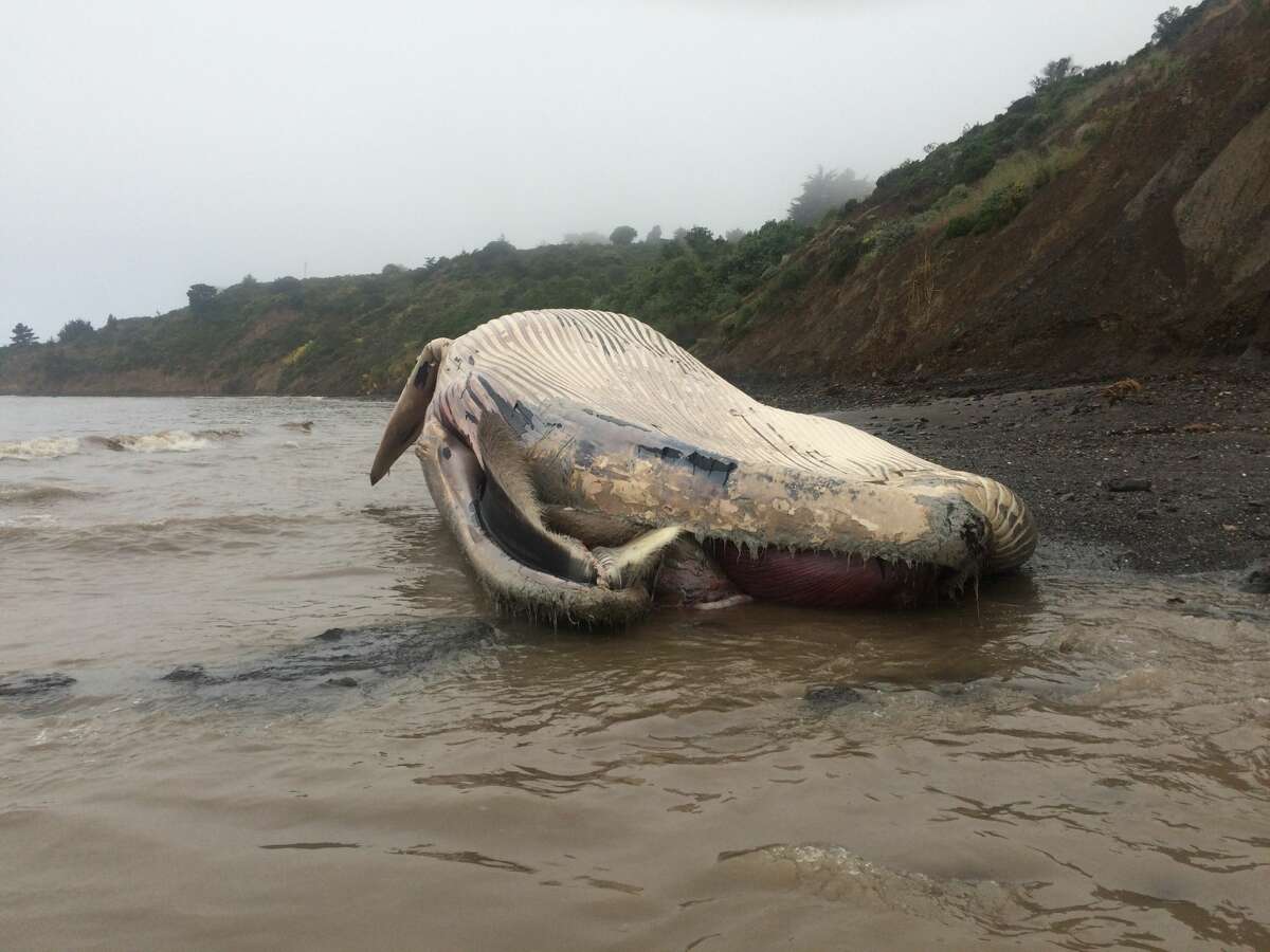 The Marine Mammal Center confirms a whale carcass washed ashore Tuesday between Brighton and Agate Beach in Bolinas, the third dead whale since Friday to strand in the San Francisco Bay Area. Scientists from the Center and its partners at California Academy of Sciences were on-scene Wednesday afternoon to make preliminary observations and identified the carcass as a 58-foot long subadult female fin whale. The Center is working with NOAA and California Academy of Sciences to develop a plan to perform a necropsy, or animal autopsy, to determine the cause of death on Friday.