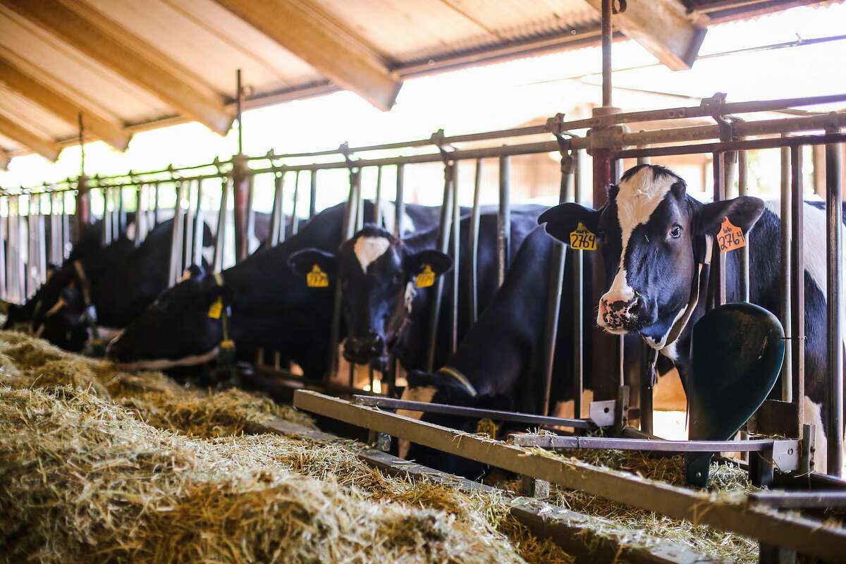 Cows eat regular feed at the UC Davis Dairy Teaching and Research Facility in Davis, California, on Thursday, May 24, 2018. A study is being conducted with other cows where they are being fed small amounts of seaweed to see if they emit less methane.