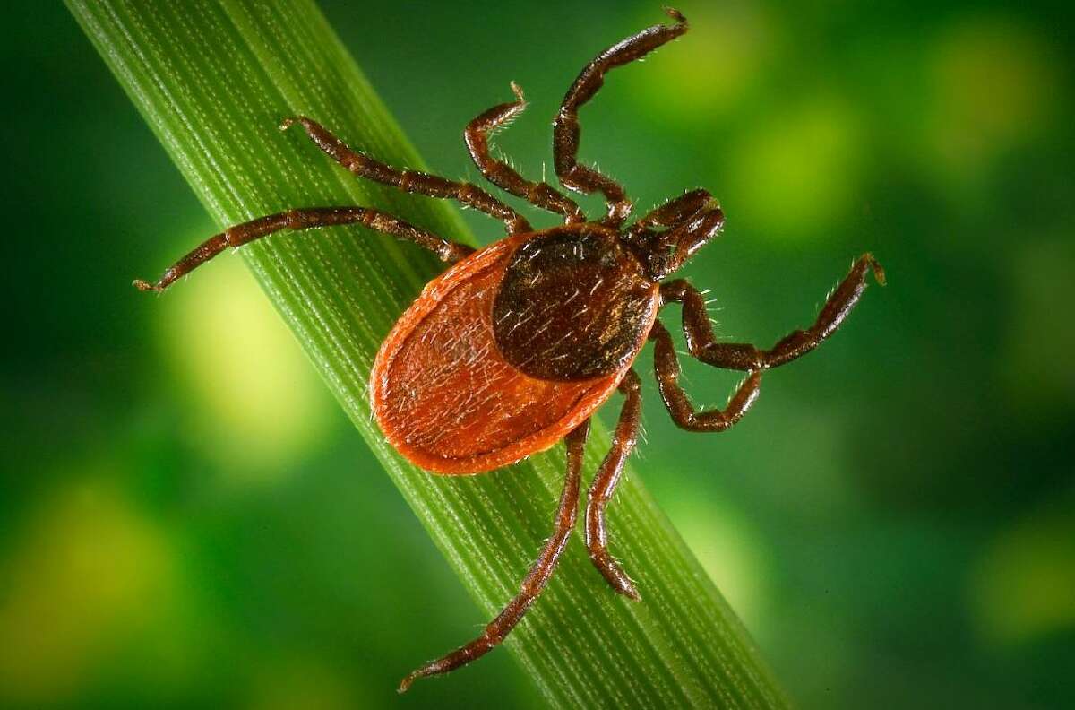 A black-legged tick, which can carry Lyme disease and other illnesses.