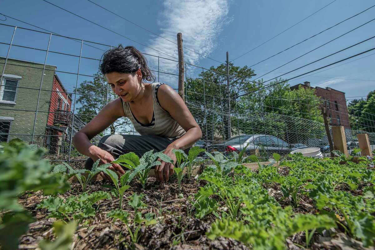 Dara Silbermann works in her farm stand garden May 25, 2018 in Troy, N.Y. (Skip Dickstein/Times Union)