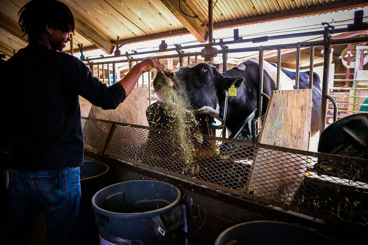 Alexander Barney gives a cow it's feed which contains small amount of seaweed in it at the UC Davis Dairy Teaching and Research Facility in Davis, California, on Thursday, May 24, 2018. A study is being conducted where cows are being fed small amounts of seaweed to see if they emit less methane.