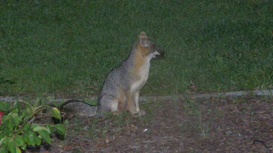 Gray foxes seen around the Bay Area SFGate