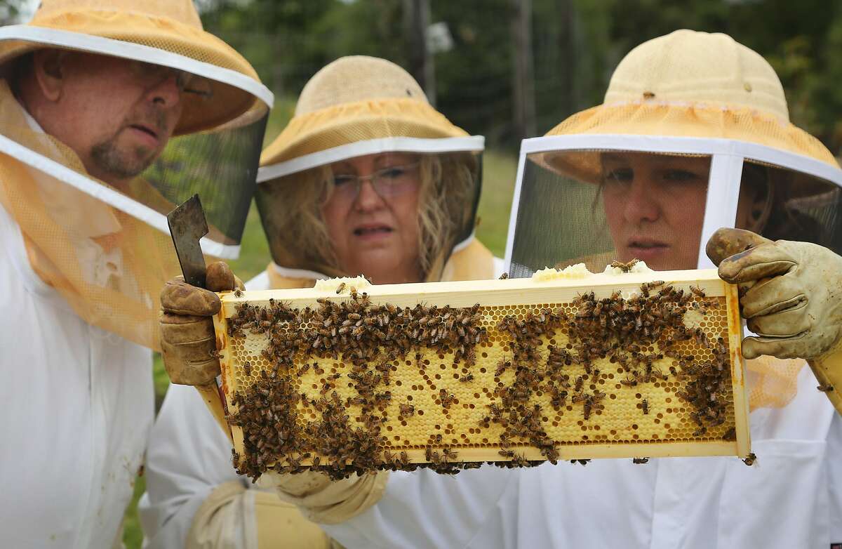 Mel and Jacquie Stringham, left, of Seattle, check out a bee hive honeycomb with the help of beekeeper Mariah McDonald, right, as they take part in a guest experience, The Amazing World of Bees, at Carmel Valley Ranch in Carmel Valley, Calif. on Sunday, May 20, 2018.