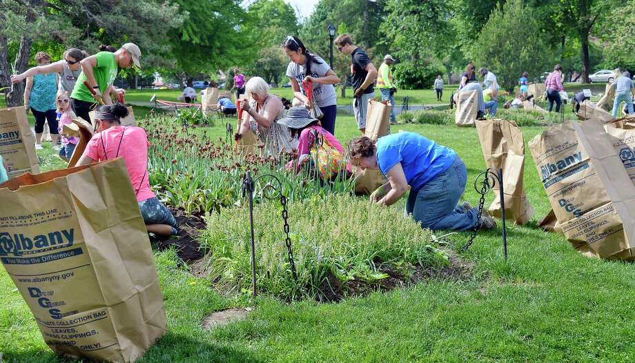 Volunteers, Department of General Services staff and members of the Washington Park Conservancy participate in the annual ritual of digging up the city's iconic tulip bulbs in Washington Park Saturday May 26, 2018 in Albany, NY.  (John Carl D'Annibale/Times Union) Photo: John Carl D'Annibale / 20043894A