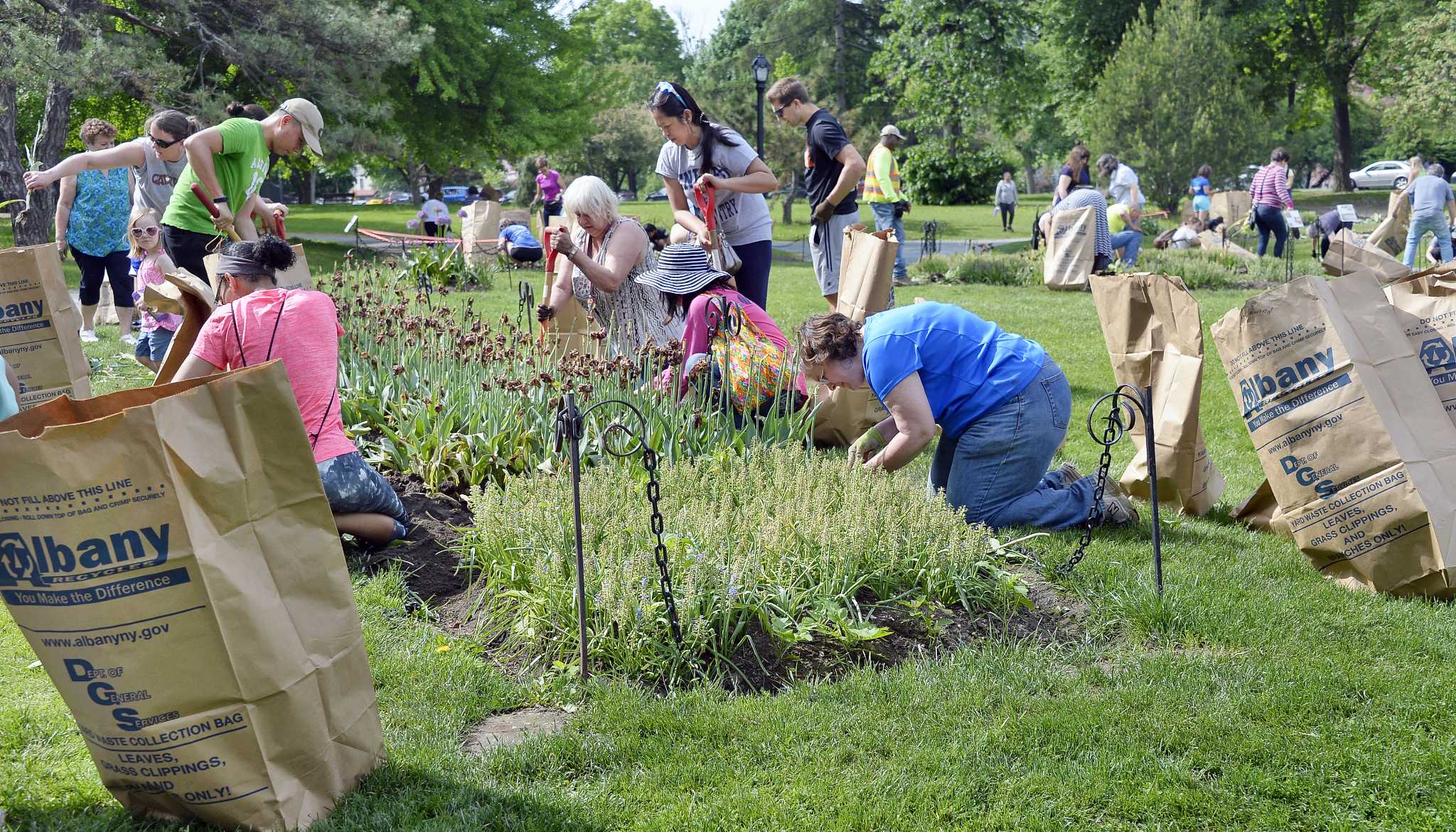 Photos Annual Albany tulip bulb dig, sale