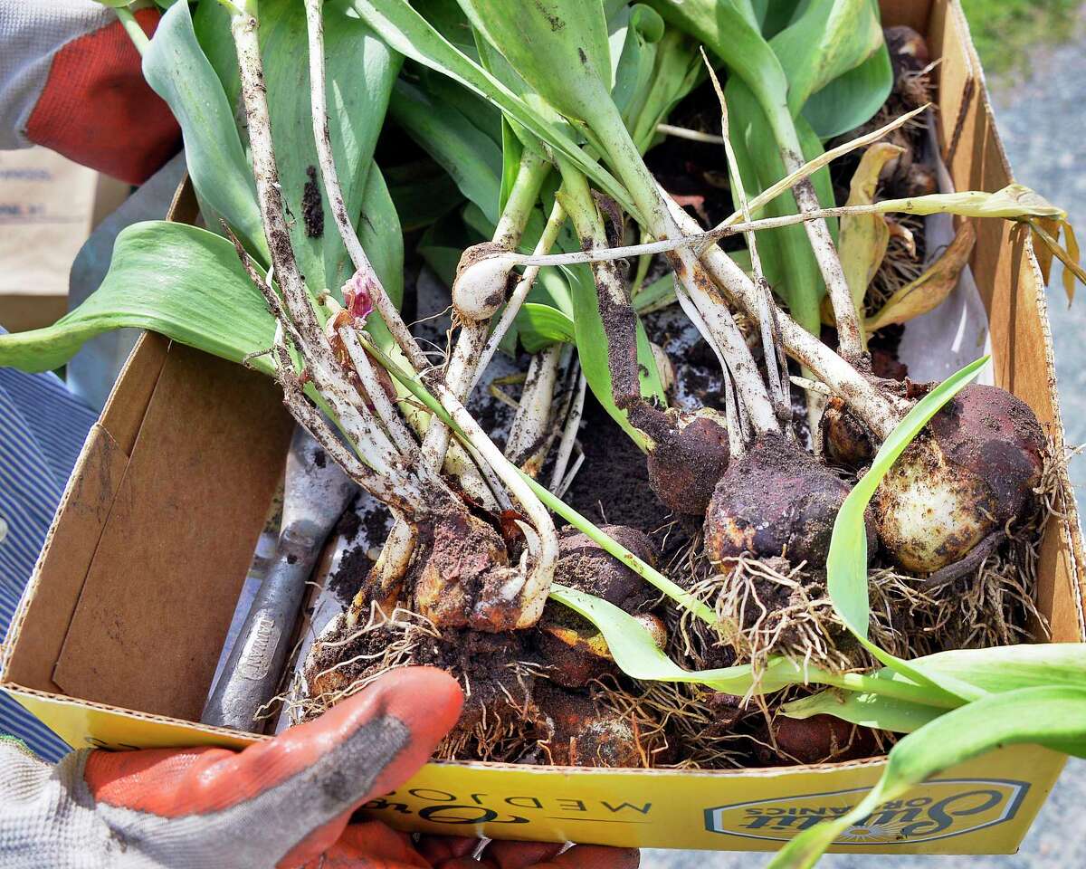 Photos Annual Albany tulip bulb dig, sale