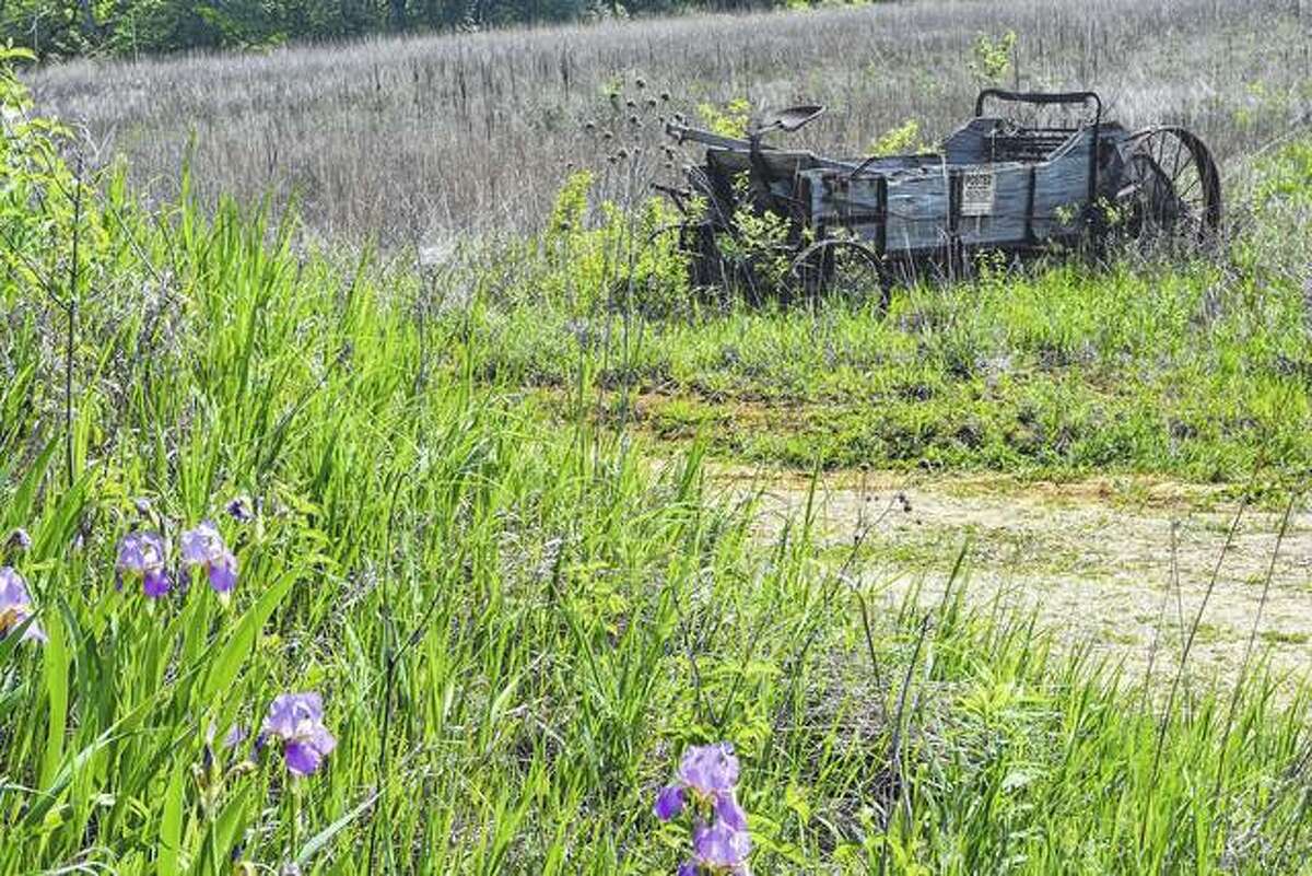 The new growth of flowers and grass blends with an old wagon in a field.