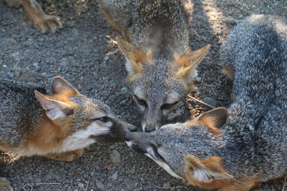Gray foxes seen around the Bay Area