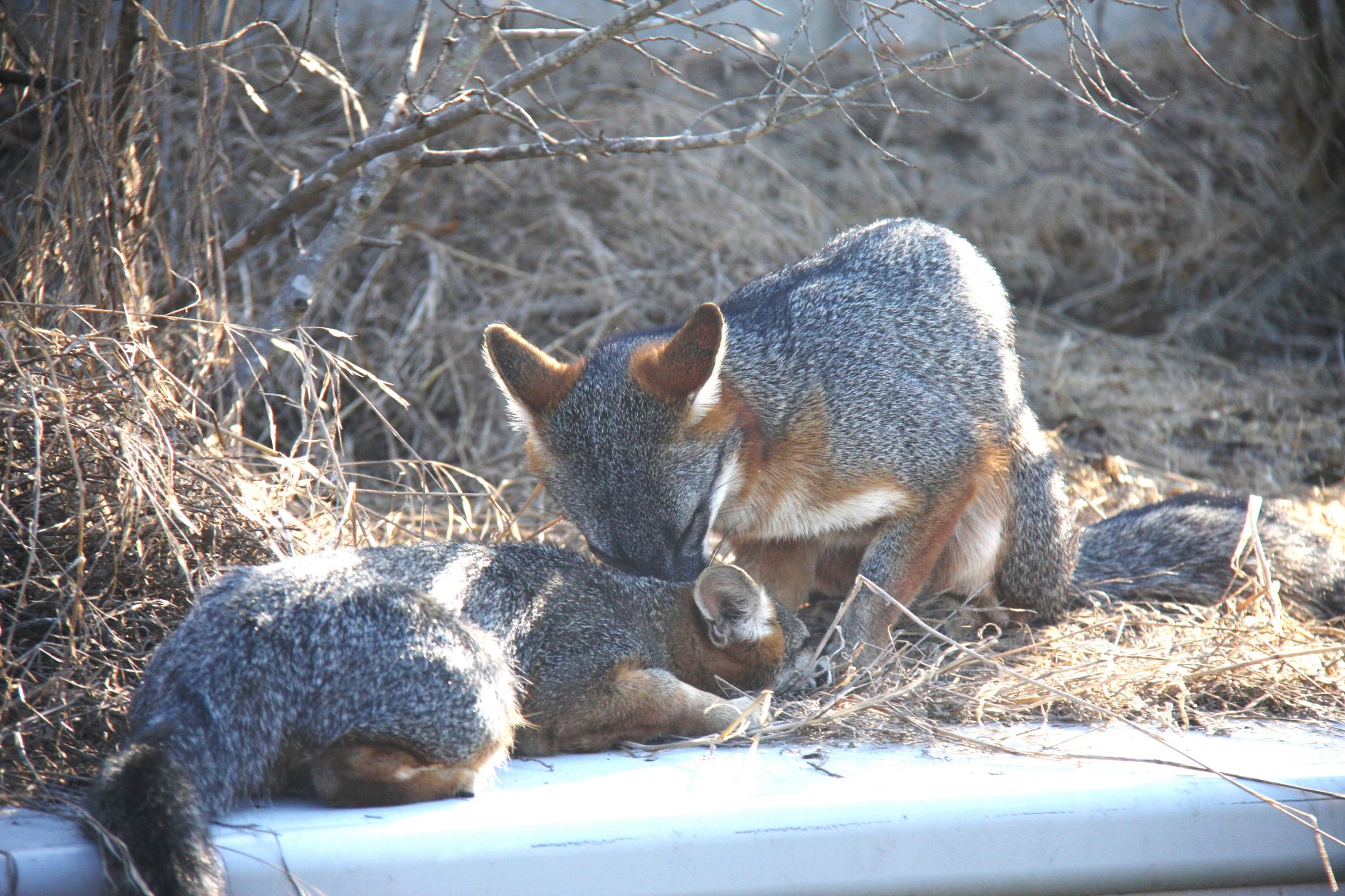 If you've been seeing adorable gray fox pups around the Bay Area lately,  you're not alone