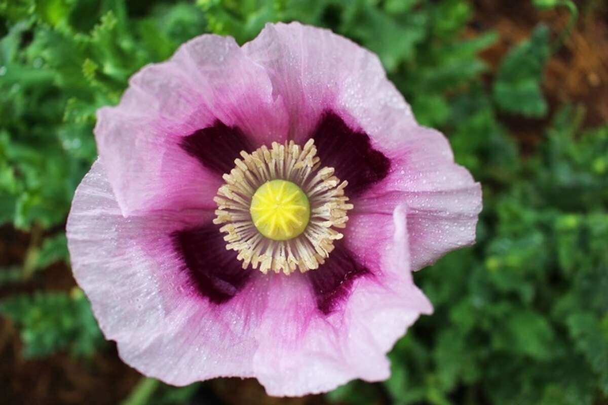 17 Tons Of Opium Poppy Plants Found At 8 Monterey County Grow Sites 7916