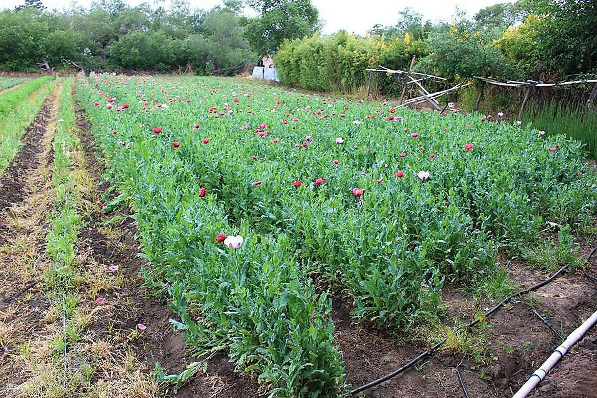 In what may be the largest opium bust in California history, Monterey County Sheriff’s investigators seized more than 34,000 pounds of opium poppies around the county.