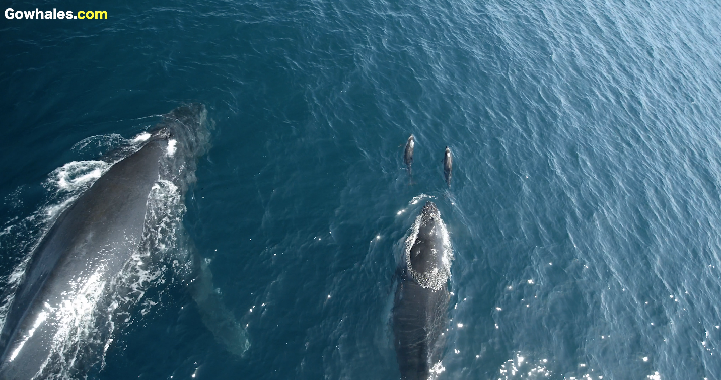 1,500 dolphins seen playing with baby humpback in Monterey Bay