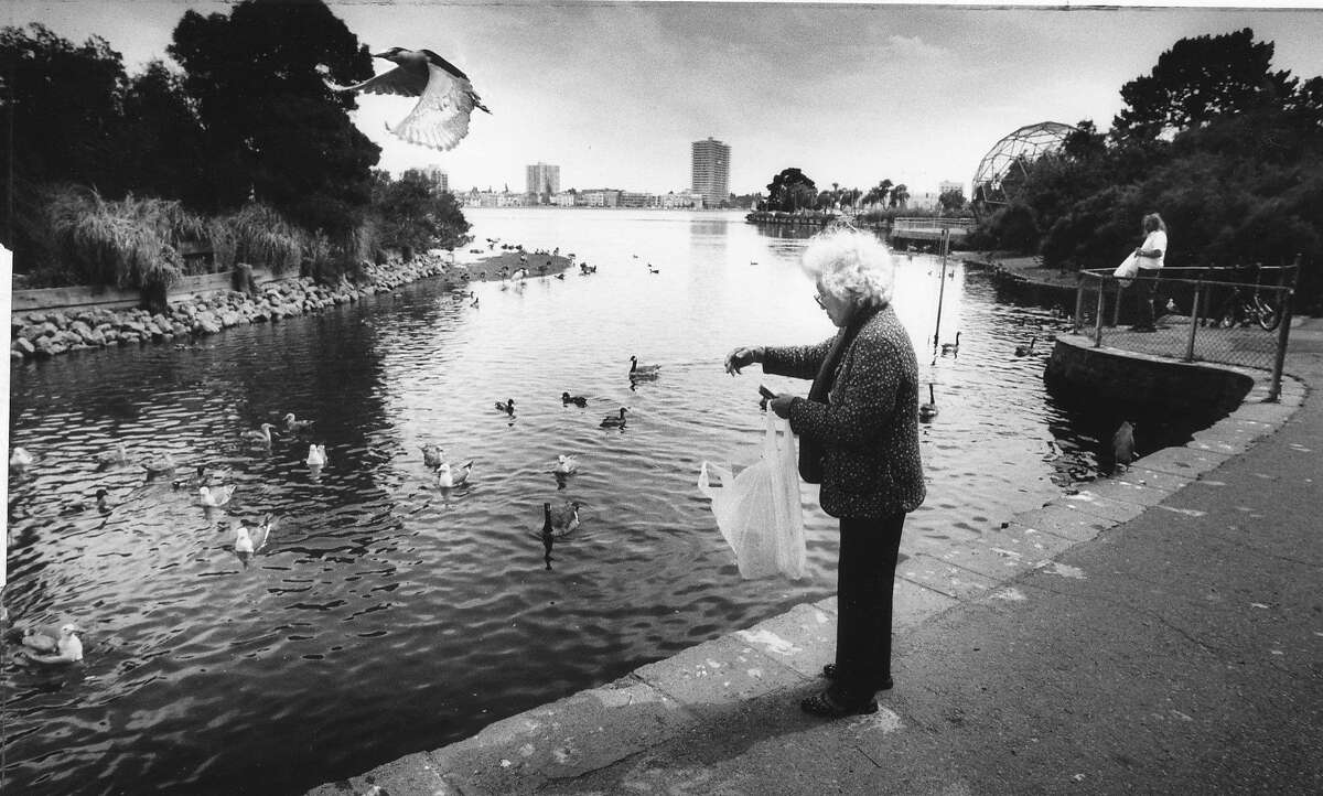 1986年6月11日，奥克兰的费利西达·哈维尔在梅里特湖鸟类保护区喂鸟