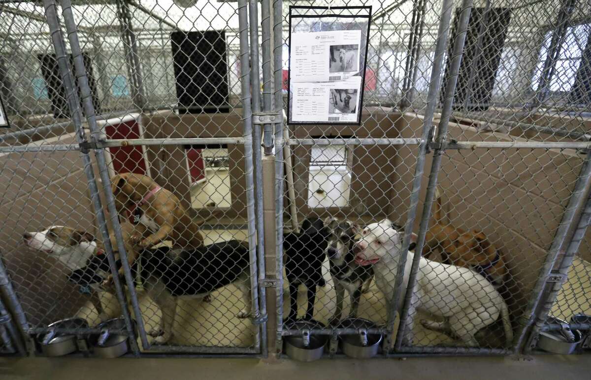 Overcrowded shelter has hundreds of pets up for adoption