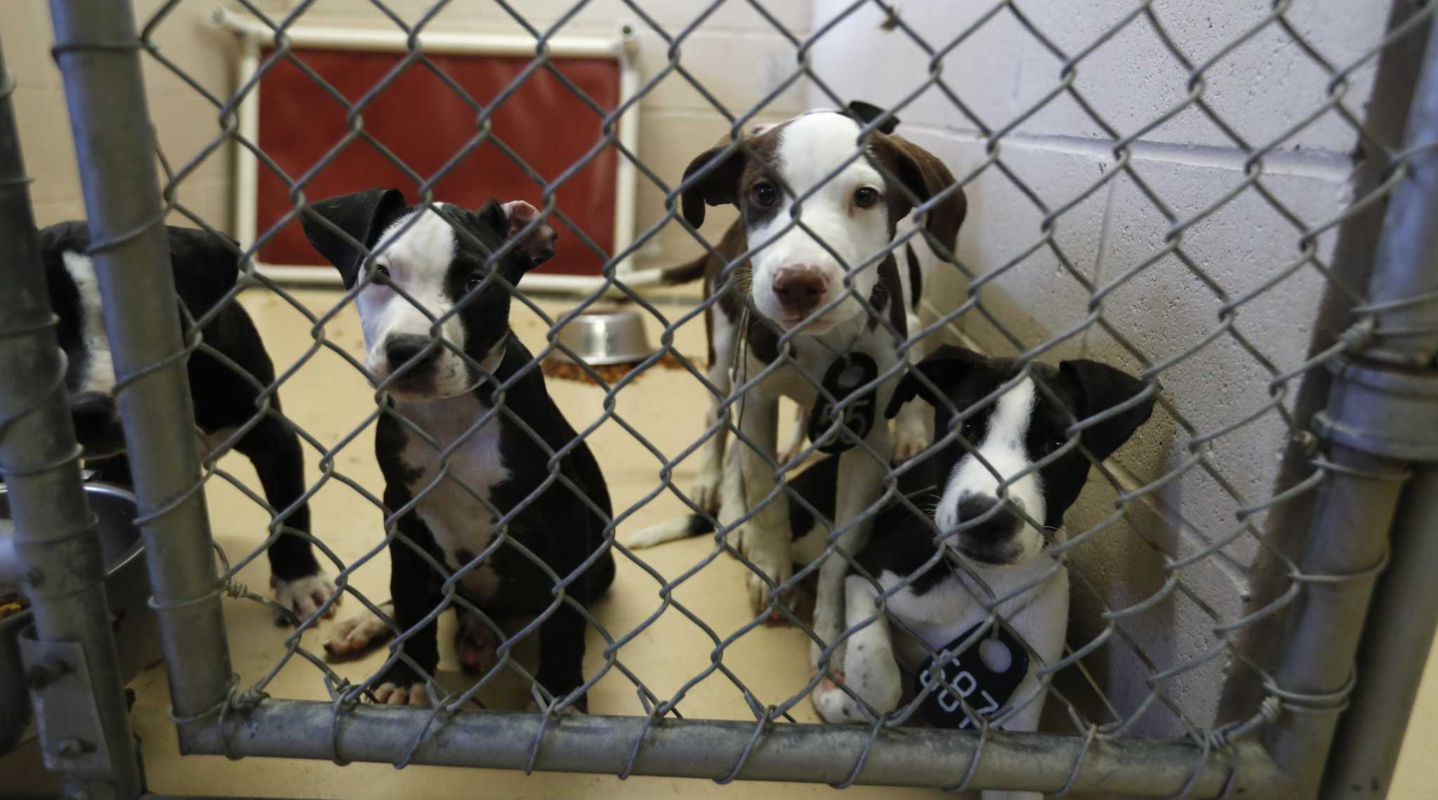 Crowded Animal Shelters