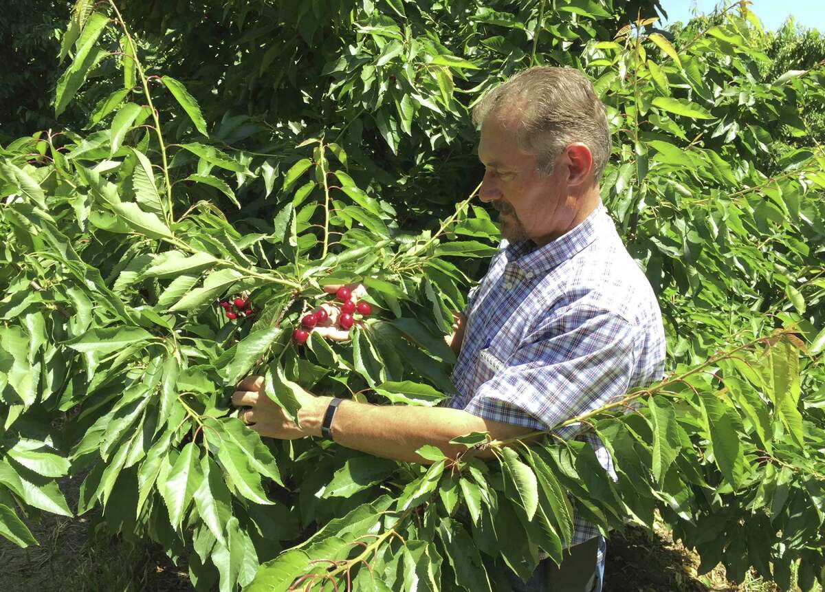 Jeff Colombini looks over bing cherries in one of his orchards in Friday, June 1, 2018, in Stockton, Calif. Colombini is worried about the financial impact of retaliatory tariffs on his 1,800 acre farm, which grows and exports apples, cherries and walnuts. Mexico, Canada and the EU are threatening tariffs on a variety of US products in response to the Trump administration's tariffs on steel and aluminum imports.