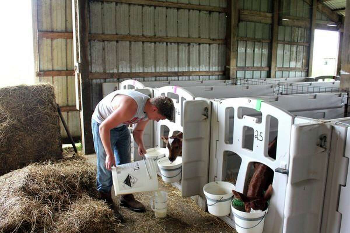 Kids keep busy at local dairy farm