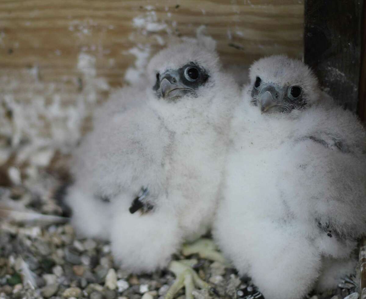 Two of the three peregrine falcon chicks that hatched in April atop the UC Berkeley Campanile.