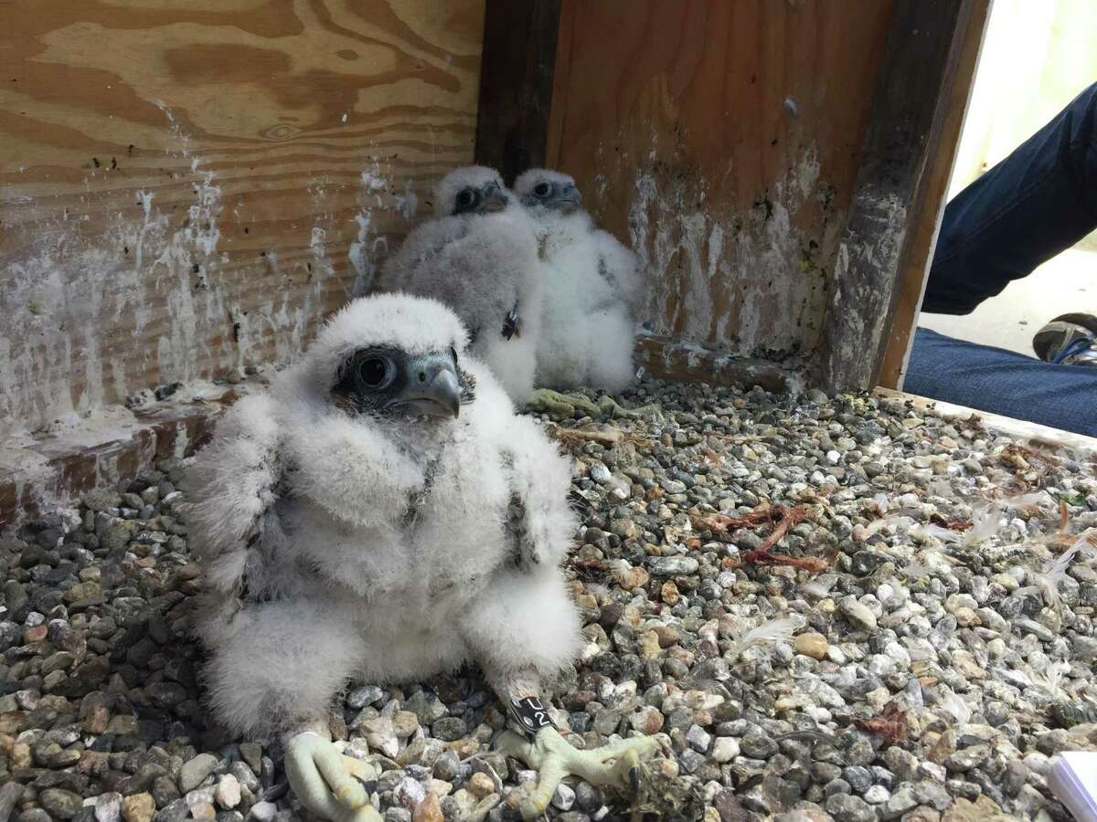 Three peregrine falcon chicks hatched in April atop the UC Berkeley Campanile.