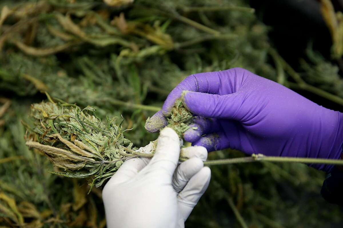 Premium Jack being hand trimmed at Bloom Innovations, a horticulture consulting and management firm distributing cannabis products � seeds, flowers, concentrates, infused edibles and more � under the brand name NUG, a Bloom subsidiary on Wednesday, December 13, 2017, in Oakland, CA.